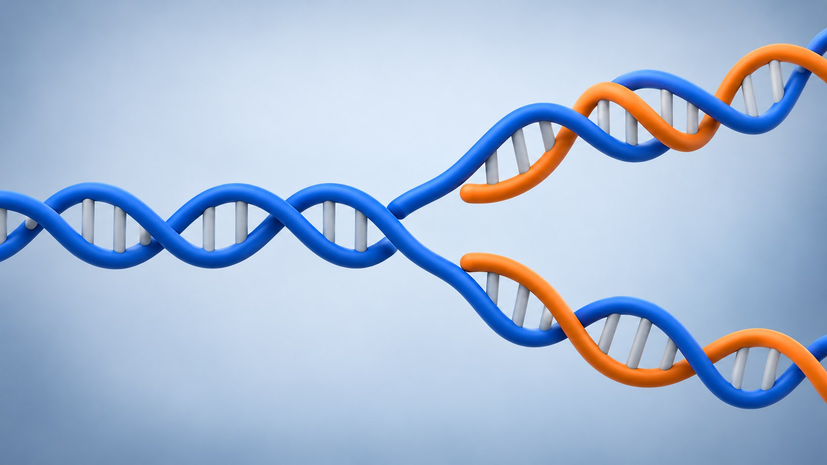 DNA 복제 — 반보존적 복제는 어떻게 증명됐을까