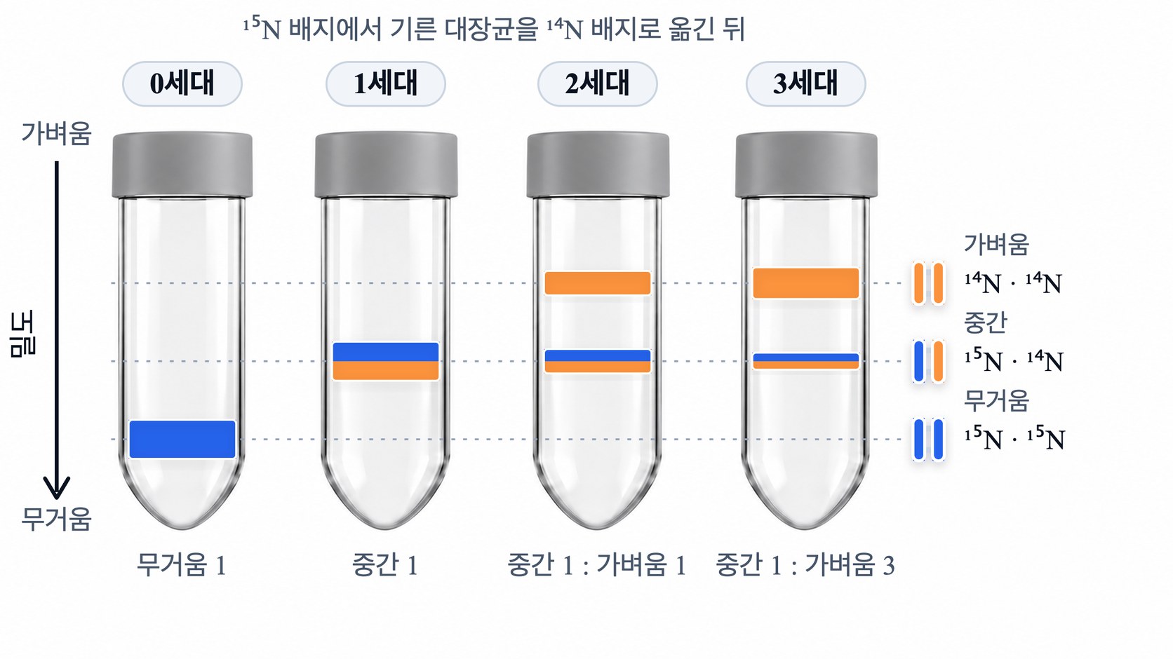 메셀슨과 스탈의 실험 결과 — 무거운 질소 배지에서 기른 대장균을 가벼운 질소 배지로 옮긴 뒤, 0세대는 무거운 띠 하나, 1세대는 중간 띠 하나, 2세대는 중간 띠와 가벼운 띠가 1 : 1, 3세대는 1 : 3 이 된다