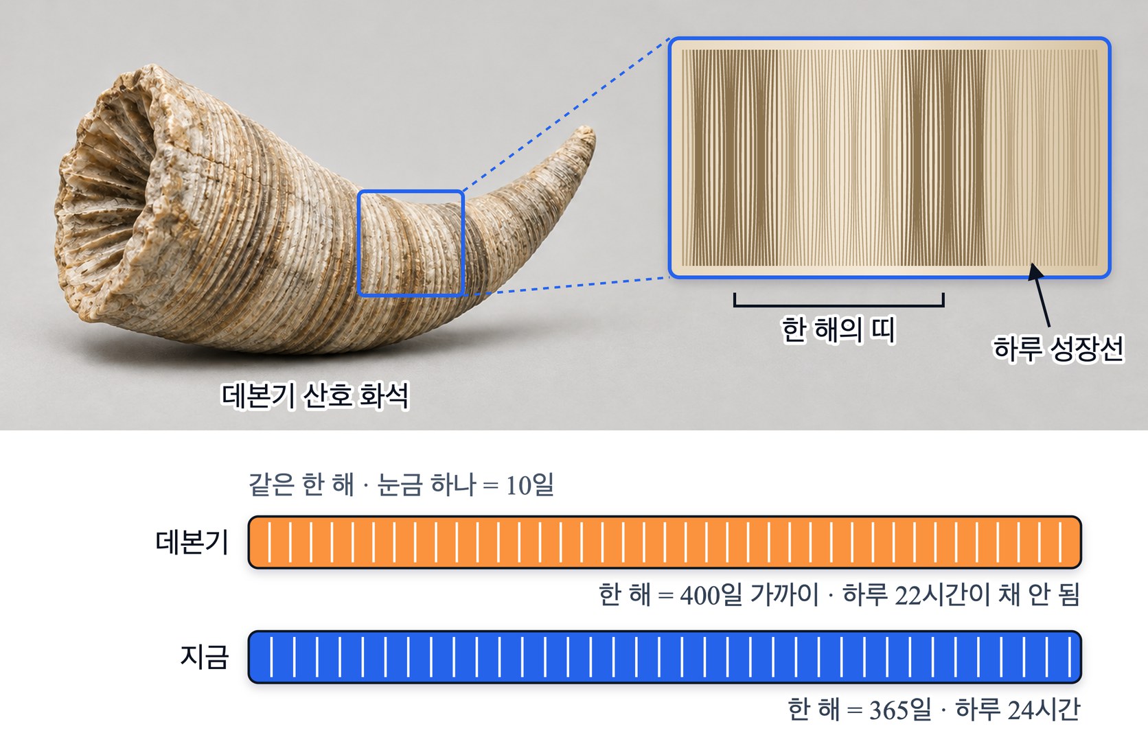 산호 화석의 성장선 — 가는 하루 성장선이 모여 굵기가 바뀌는 한 해의 띠를 이루고, 데본기 산호는 한 해의 띠 안에 지금보다 많은 400개 가까운 하루 성장선이 있다