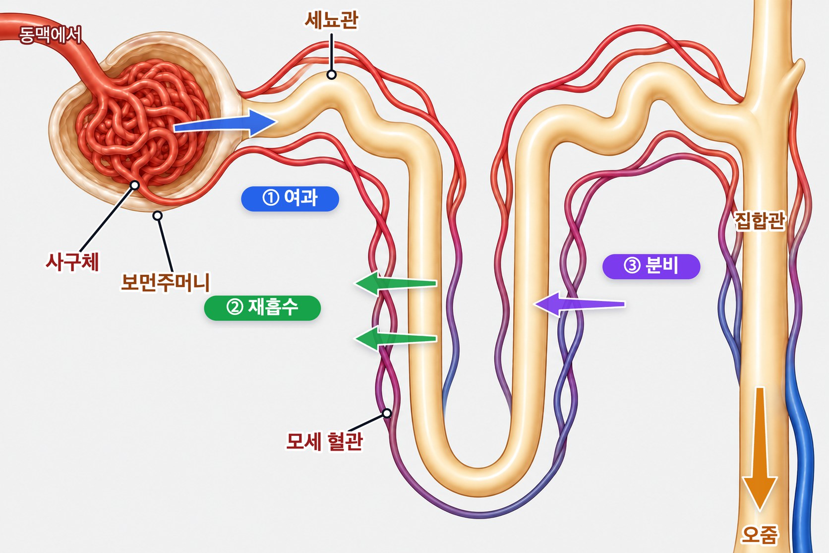 네프론에서 오줌이 만들어지는 세 단계 — 사구체에서 보먼주머니로 여과, 세뇨관에서 모세 혈관으로 재흡수, 모세 혈관에서 세뇨관으로 분비, 남은 것이 집합관으로 모여 오줌이 된다