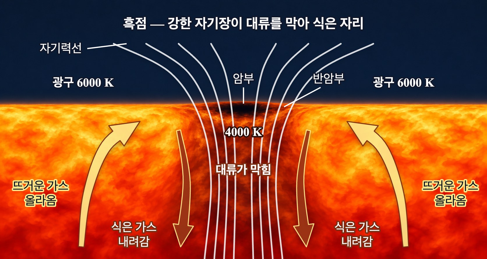 흑점의 단면 — 광구 아래에서는 뜨거운 가스가 올라오고 식은 가스가 내려가는 대류가 열을 나르지만, 흑점 자리에서는 강한 자기력선 다발이 그 대류를 막아 표면이 주위보다 식는다