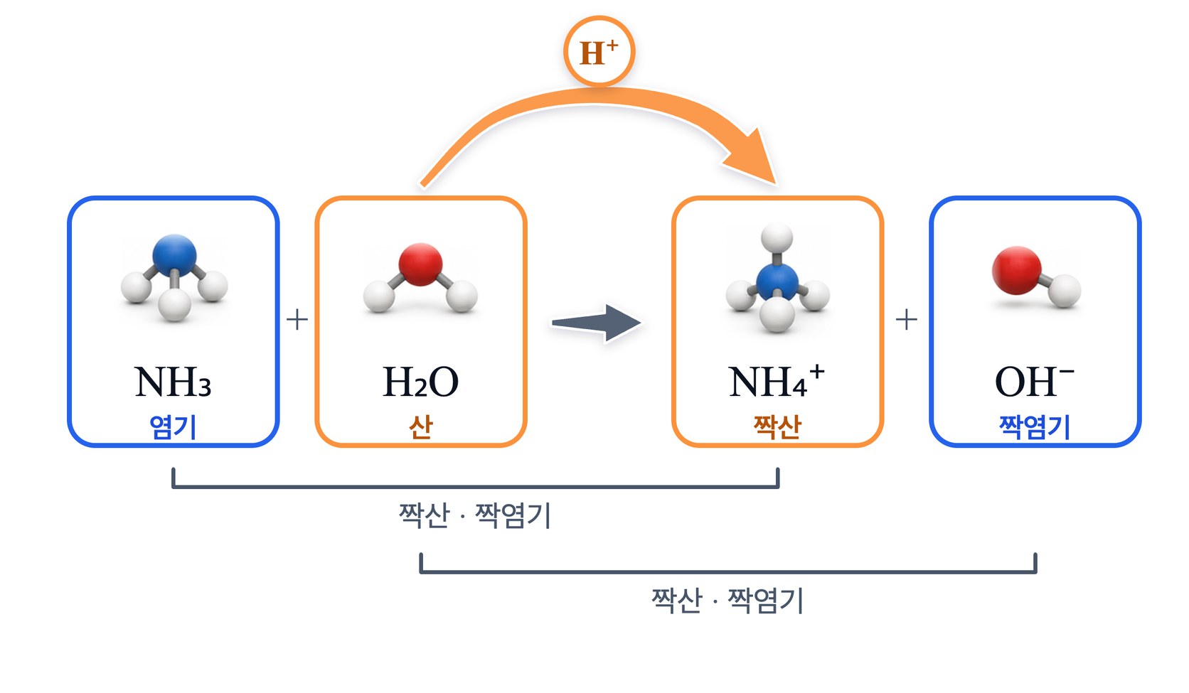 암모니아와 물 사이에서 양성자 하나가 옮겨 가는 그림 — 물은 양성자를 주어 수산화 이온이 되고 암모니아는 양성자를 받아 암모늄 이온이 되며, 수소 하나 차이인 둘씩이 짝산과 짝염기를 이룬다