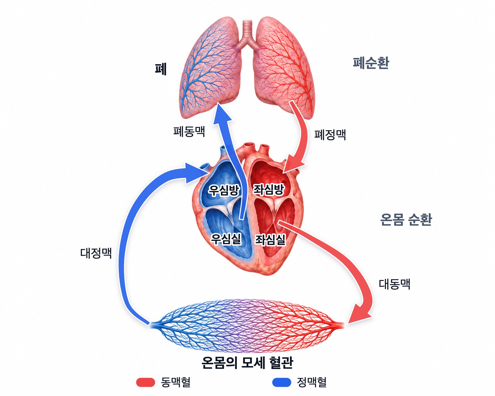 온몸 순환과 폐순환 — 우심실에서 나간 혈액은 폐동맥으로 폐에 가서 산소를 얻고 폐정맥으로 좌심방에 돌아오며, 좌심실에서 나간 혈액은 대동맥으로 온몸을 돌고 대정맥으로 우심방에 돌아온다