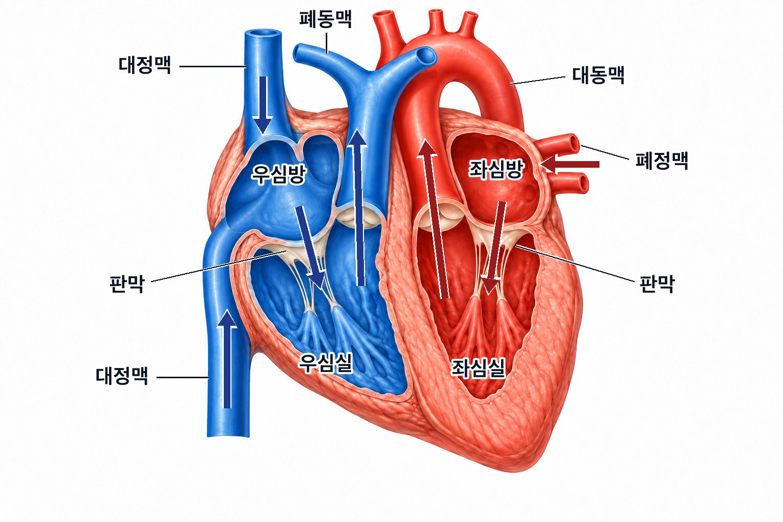 심장의 구조 — 대정맥으로 들어온 혈액은 우심방과 우심실을 거쳐 폐동맥으로 나가고, 폐정맥으로 들어온 혈액은 좌심방과 좌심실을 거쳐 대동맥으로 나간다. 좌심실의 벽이 가장 두껍다