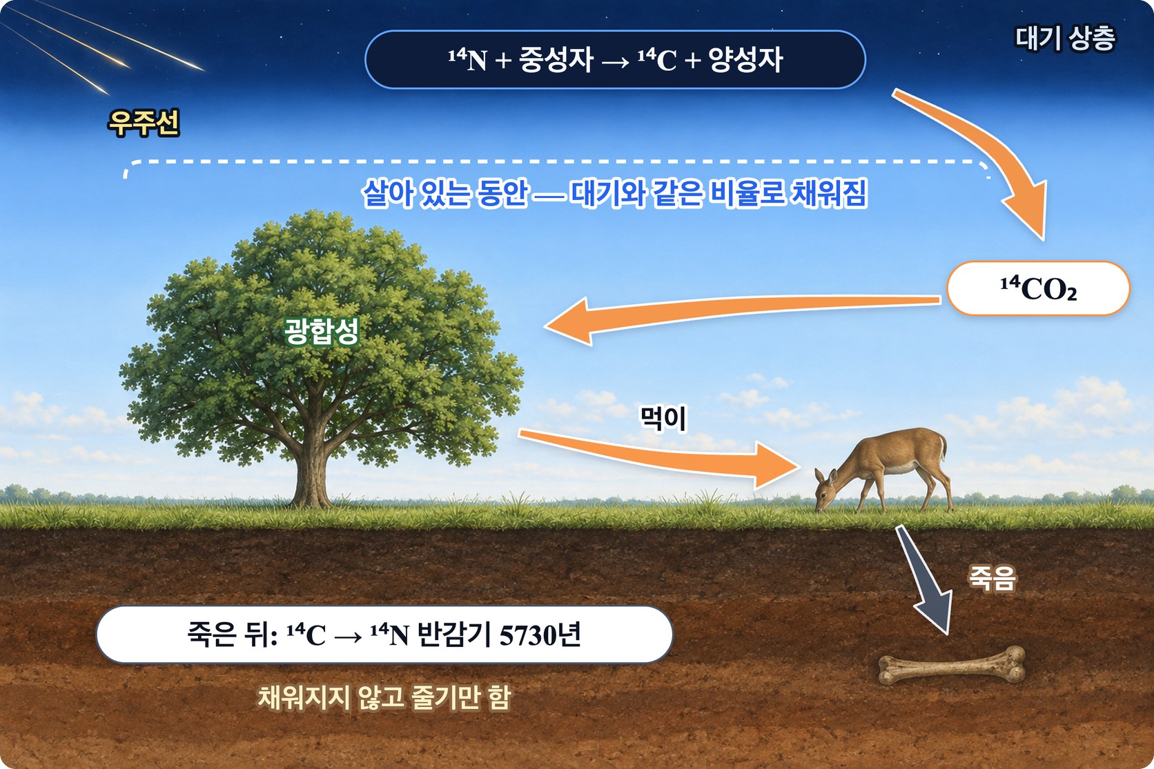 탄소-14의 순환 — 대기 상층에서 만들어진 탄소-14가 이산화 탄소가 되어 광합성과 먹이 사슬로 생물에 들어가고, 생물이 죽으면 더 채워지지 않은 채 질소-14로 붕괴한다