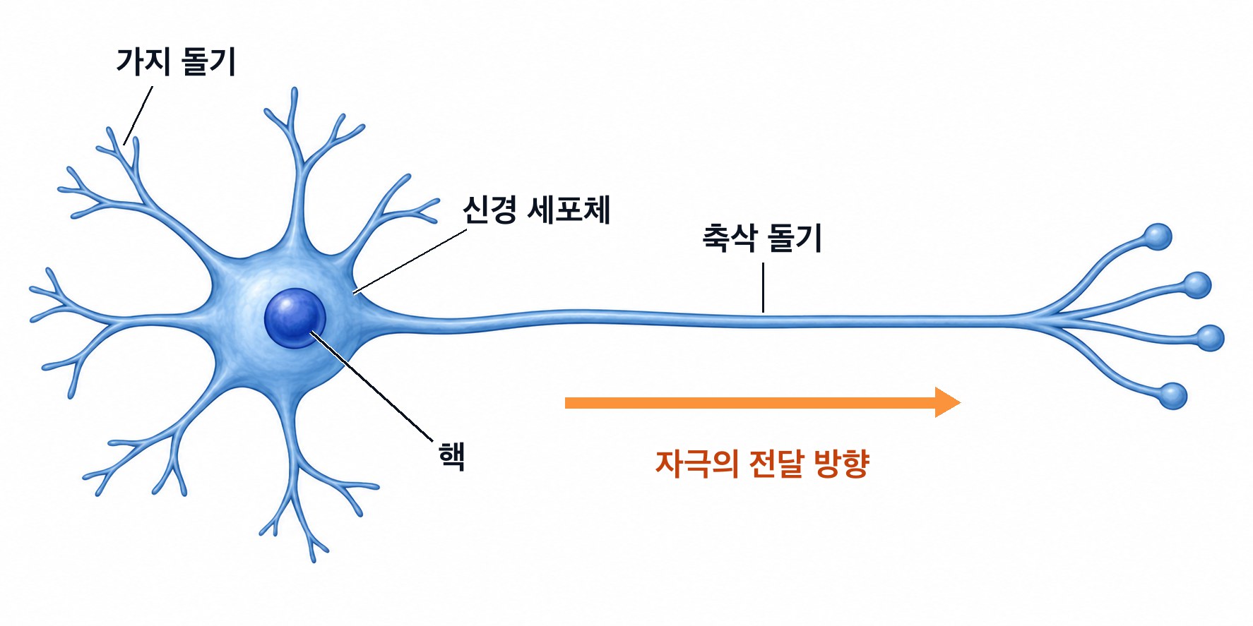 뉴런의 구조 — 핵이 있는 신경 세포체에서 여러 갈래의 가지 돌기와 길게 뻗은 축삭 돌기가 나오고, 자극은 가지 돌기에서 신경 세포체를 거쳐 축삭 돌기 쪽으로 전달된다