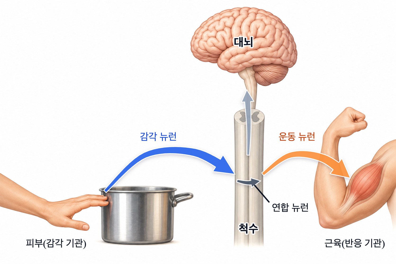 무조건 반사의 경로 — 피부에서 받은 자극이 감각 뉴런을 따라 척수로 들어가 연합 뉴런을 거친 뒤 대뇌를 거치지 않고 운동 뉴런으로 근육에 전달되고, 대뇌로 올라가는 신호는 따로 간다