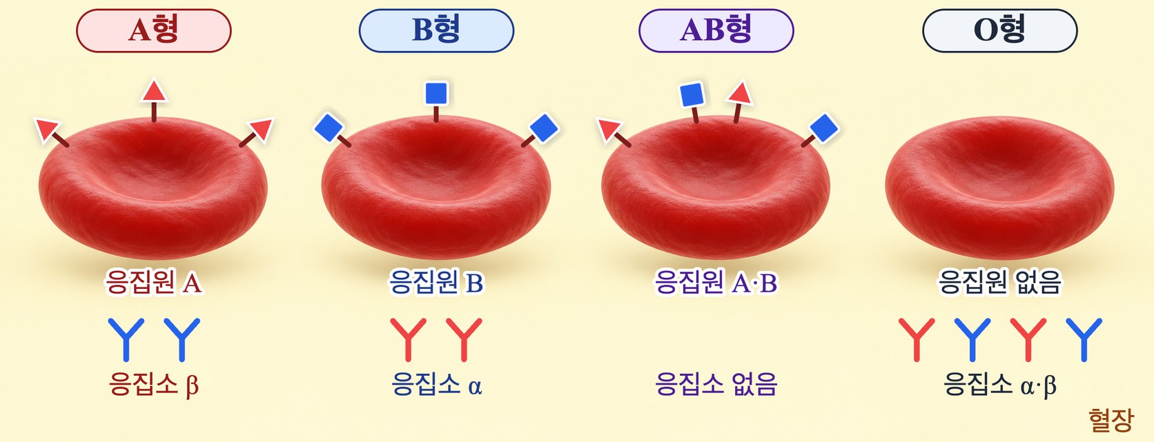 네 혈액형의 응집원과 응집소 — A형은 적혈구에 응집원 A 와 혈장에 응집소 β, B형은 응집원 B 와 응집소 α, AB형은 응집원 A·B 와 응집소 없음, O형은 응집원 없음과 응집소 α·β 를 가진다