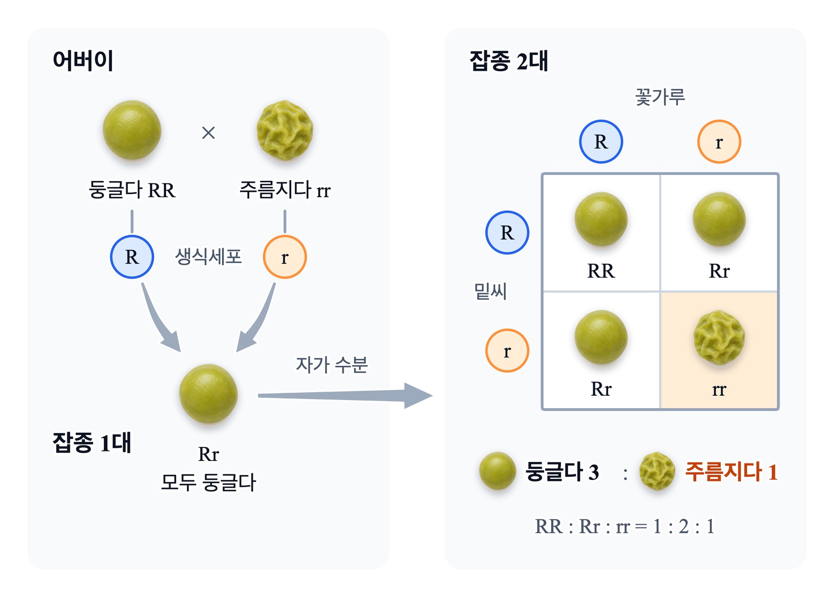멘델의 완두 교배 — 순종 둥근 완두 RR 과 주름진 완두 rr 을 교배한 잡종 1대는 모두 둥근 Rr 이고, 잡종 1대를 자가 수분한 잡종 2대는 둥근 완두와 주름진 완두가 3 : 1 로 나온다