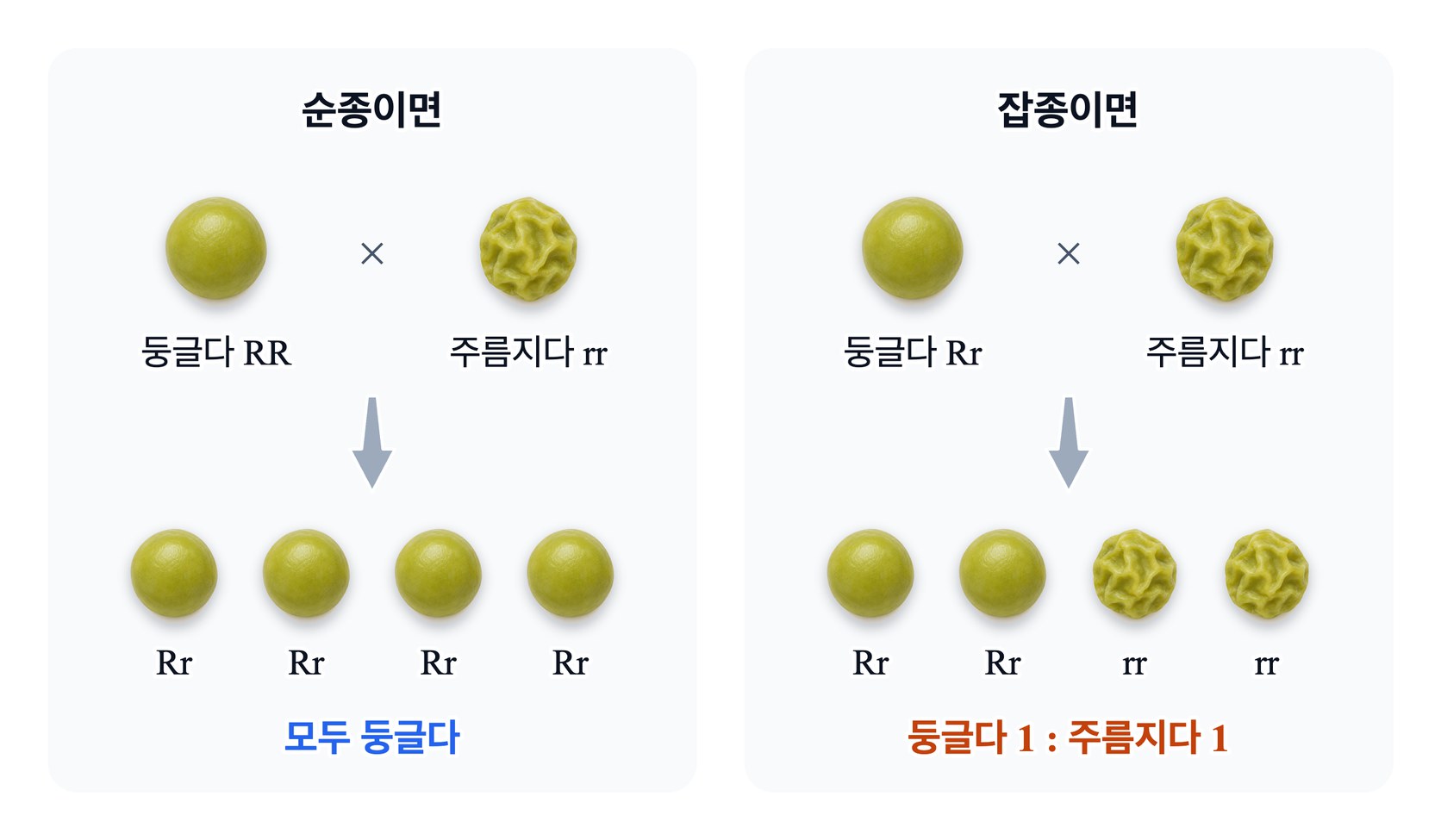 검정 교배 — 둥근 완두가 순종 RR 이면 주름진 완두와 교배한 자손이 모두 둥글고, 잡종 Rr 이면 둥근 완두와 주름진 완두가 1 : 1 로 나온다