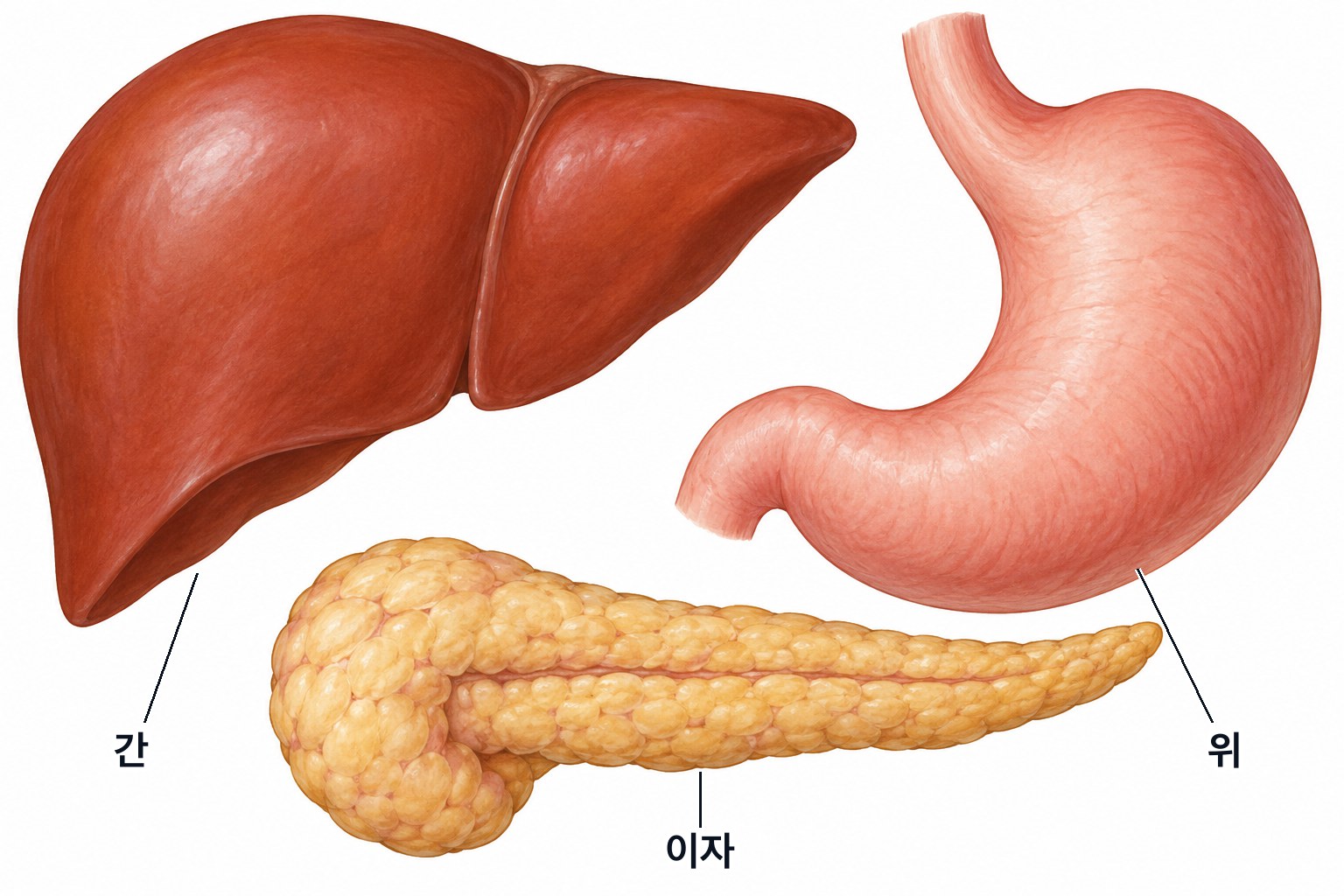 혈당 조절에 관여하는 장기 — 화면 왼쪽 위의 간, 오른쪽 위의 위, 그 아래에 가로로 누운 이자. 이자가 호르몬을 내고 간이 글리코젠을 쌓았다 푼다